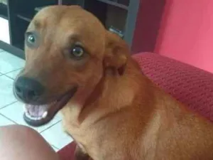 Cachorro raça Basset-Cofap idade 3 anos nome CATARINA 