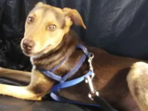 Cachorro raça SRD  idade 1 ano nome Cacao