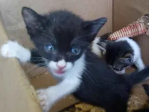 Gato raça não sei idade 2 a 6 meses nome Savana Joana Morgana