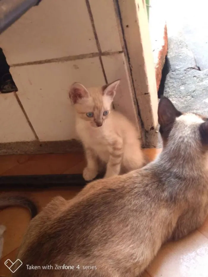 Gato ra a  idade Abaixo de 2 meses nome Sem Nome 