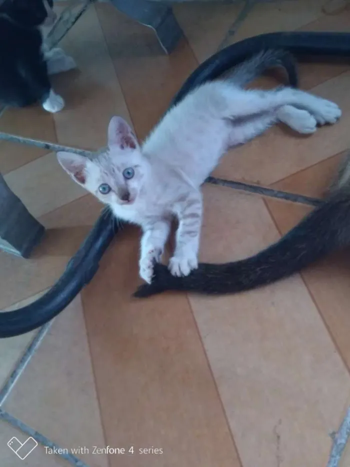 Gato ra a  idade Abaixo de 2 meses nome Sem Nome 