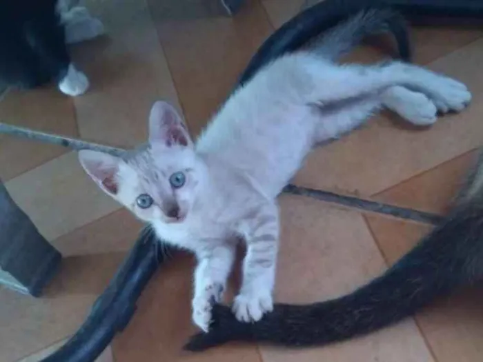 Gato ra a  idade Abaixo de 2 meses nome Sem Nome 