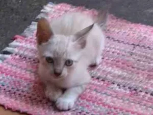 Gato raça  idade Abaixo de 2 meses nome Sem Nome 