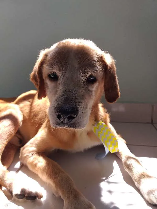 Cachorro ra a SRD idade 6 ou mais anos nome Logan