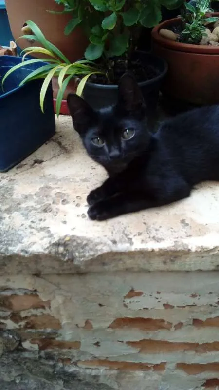 Gato ra a  idade 2 a 6 meses nome Batman
