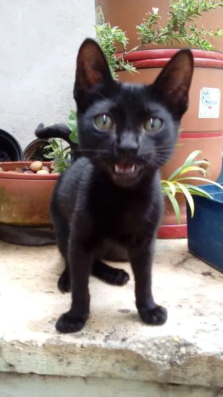 Gato ra a  idade 2 a 6 meses nome Batman