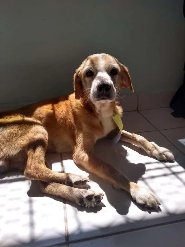 Cachorro ra a SRD idade 6 ou mais anos nome Logan