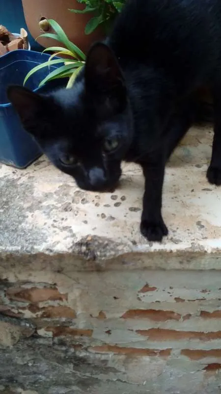 Gato ra a  idade 2 a 6 meses nome Batman