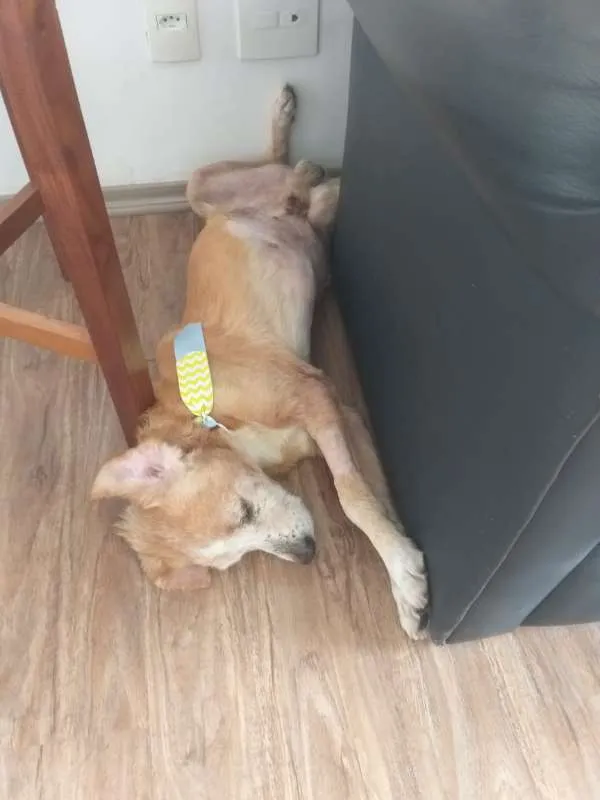 Cachorro ra a SRD idade 6 ou mais anos nome Logan