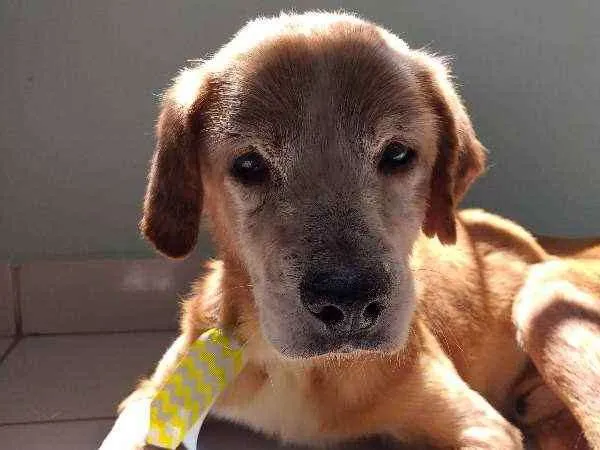Cachorro ra a SRD idade 6 ou mais anos nome Logan