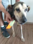 Tobias