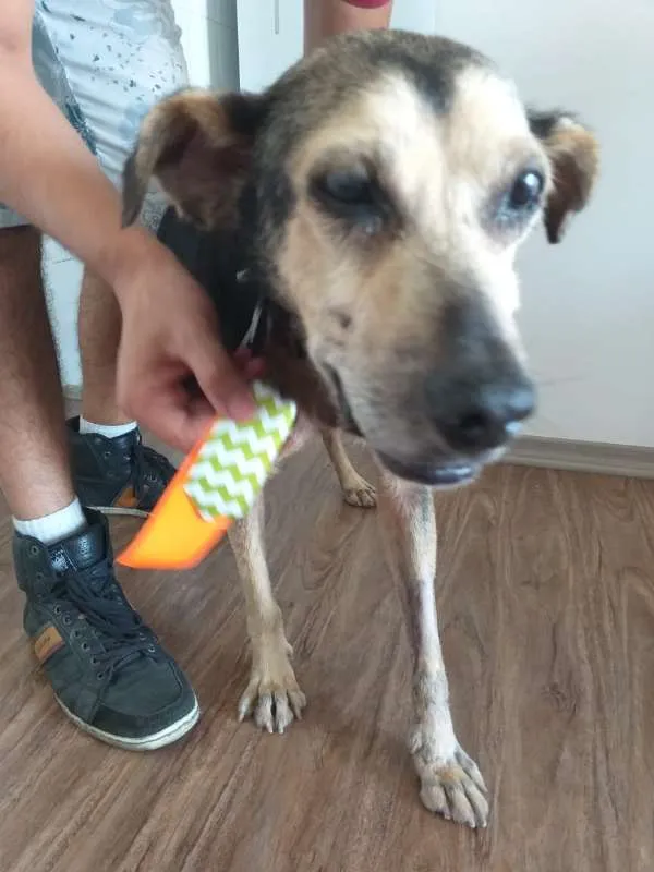 Cachorro ra a SRD idade 6 ou mais anos nome Tobias