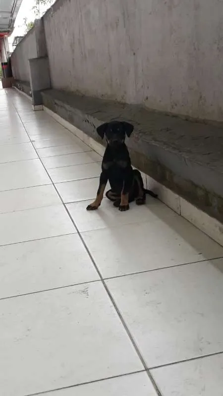 Cachorro ra a SRD idade 2 a 6 meses nome sem nome