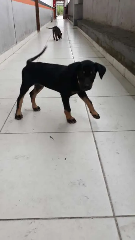 Cachorro ra a SRD idade 2 a 6 meses nome sem nome