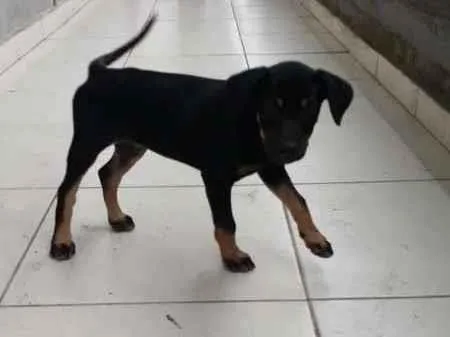 Cachorro ra a SRD idade 2 a 6 meses nome sem nome