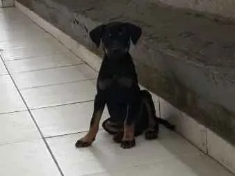 Cachorro ra a SRD idade 2 a 6 meses nome sem nome