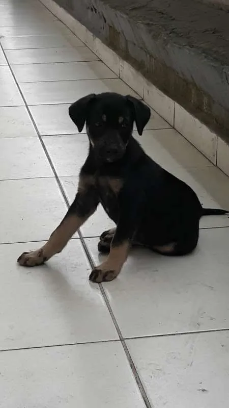 Cachorro ra a SRD idade 2 a 6 meses nome sem nome
