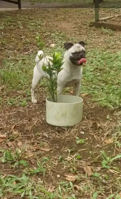 Cachorro ra a Pug idade 7 a 11 meses nome Lysa GRATIFICA