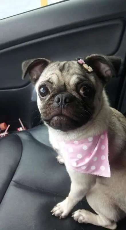Cachorro ra a Pug idade 7 a 11 meses nome Lysa GRATIFICA