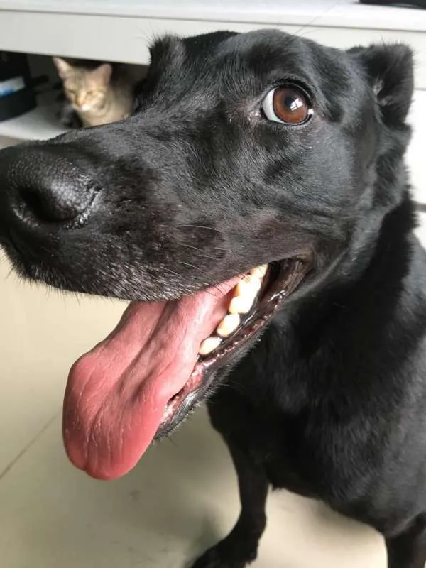 Cachorro ra a Vira Lata idade 4 anos nome Kira