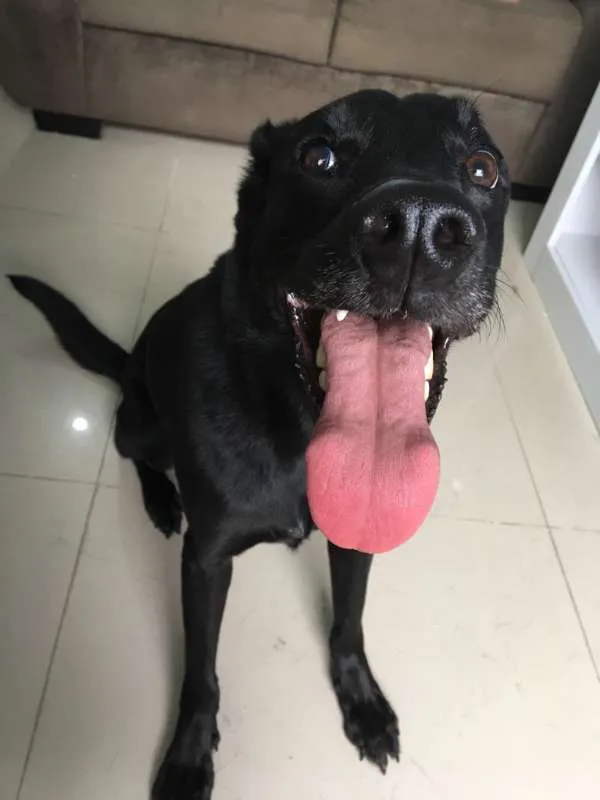 Cachorro ra a Vira Lata idade 4 anos nome Kira