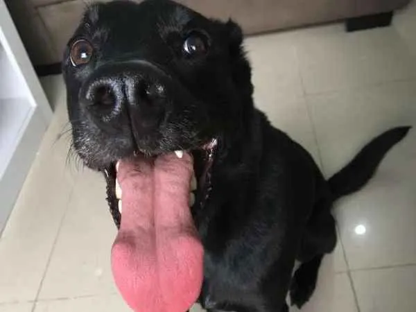 Cachorro ra a Vira Lata idade 4 anos nome Kira