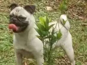 Cachorro ra a Pug idade 7 a 11 meses nome Lysa GRATIFICA