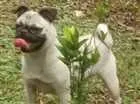 Cachorro raça Pug idade 7 a 11 meses nome Lysa GRATIFICA