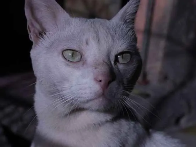 Gato ra a sem raça definida  idade 5 anos nome Nino