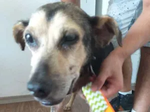 Cachorro raça SRD idade 6 ou mais anos nome Tobias