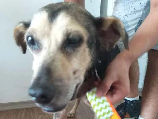 Cachorro ra a SRD idade 6 ou mais anos nome Tobias