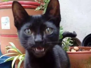 Gato raça  idade 2 a 6 meses nome Batman