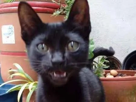 Gato ra a  idade 2 a 6 meses nome Batman