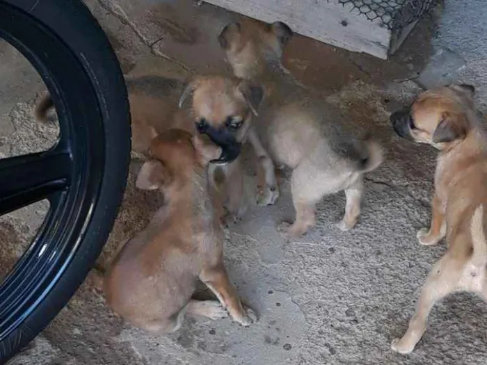 Cachorro ra a Raciado  idade Abaixo de 2 meses nome Sem nome ainda.