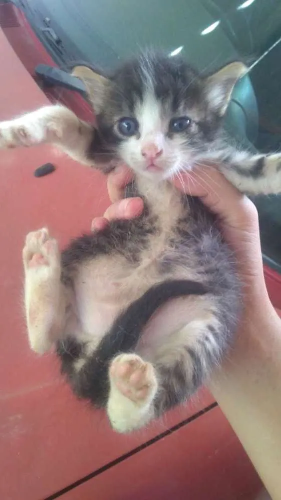 Gato ra a Vira lata  idade Abaixo de 2 meses nome Gatinho