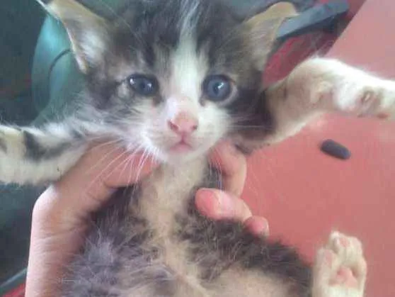 Gato ra a Vira lata  idade Abaixo de 2 meses nome Gatinho