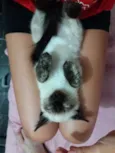 Lola
