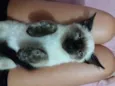 Lola