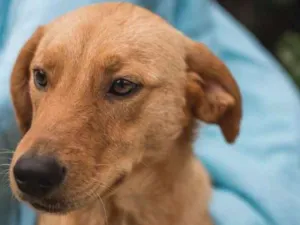 Cachorro raça  idade 1 ano nome Renan
