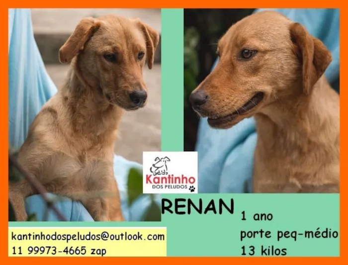 Cachorro ra a  idade 1 ano nome Renan