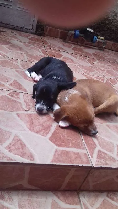 Cachorro raça Labrador/Viralata idade Abaixo de 2 meses nome Nâo tem 