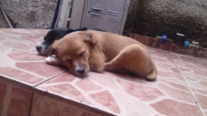 Cachorro raça Labrador/Viralata idade Abaixo de 2 meses nome Nâo tem 