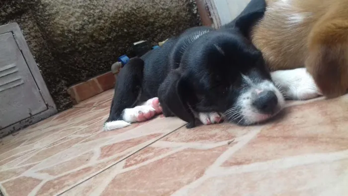 Cachorro raça Labrador/Viralata idade Abaixo de 2 meses nome Nâo tem 