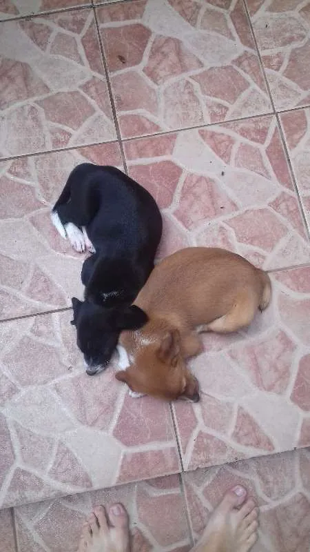 Cachorro raça Labrador/Viralata idade Abaixo de 2 meses nome Nâo tem 