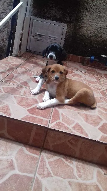 Cachorro raça Labrador/Viralata idade Abaixo de 2 meses nome Nâo tem 