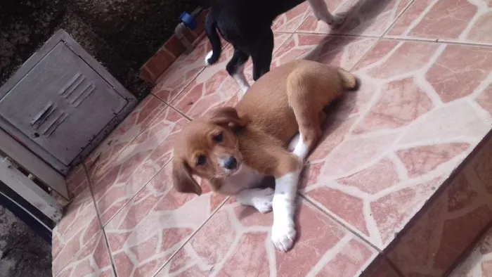 Cachorro raça Labrador/Viralata idade Abaixo de 2 meses nome Nâo tem 