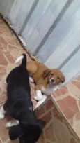Nâo tem 