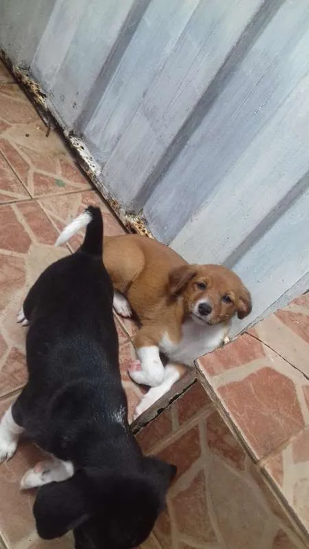 Cachorro raça Labrador/Viralata idade Abaixo de 2 meses nome Nâo tem 