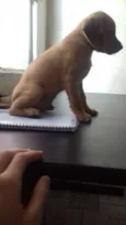 Nâo tem 