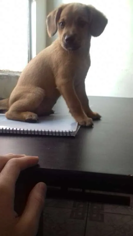 Cachorro raça Labrador/Viralata idade Abaixo de 2 meses nome Nâo tem 